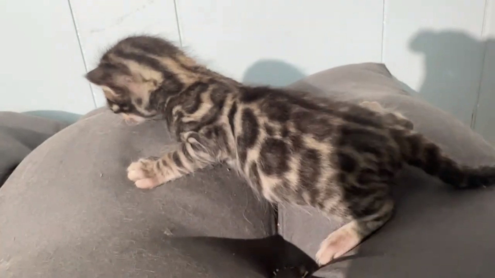 Macchiato - Brown Rosetted Bengal kitten at Wilde Bengals, photo 11