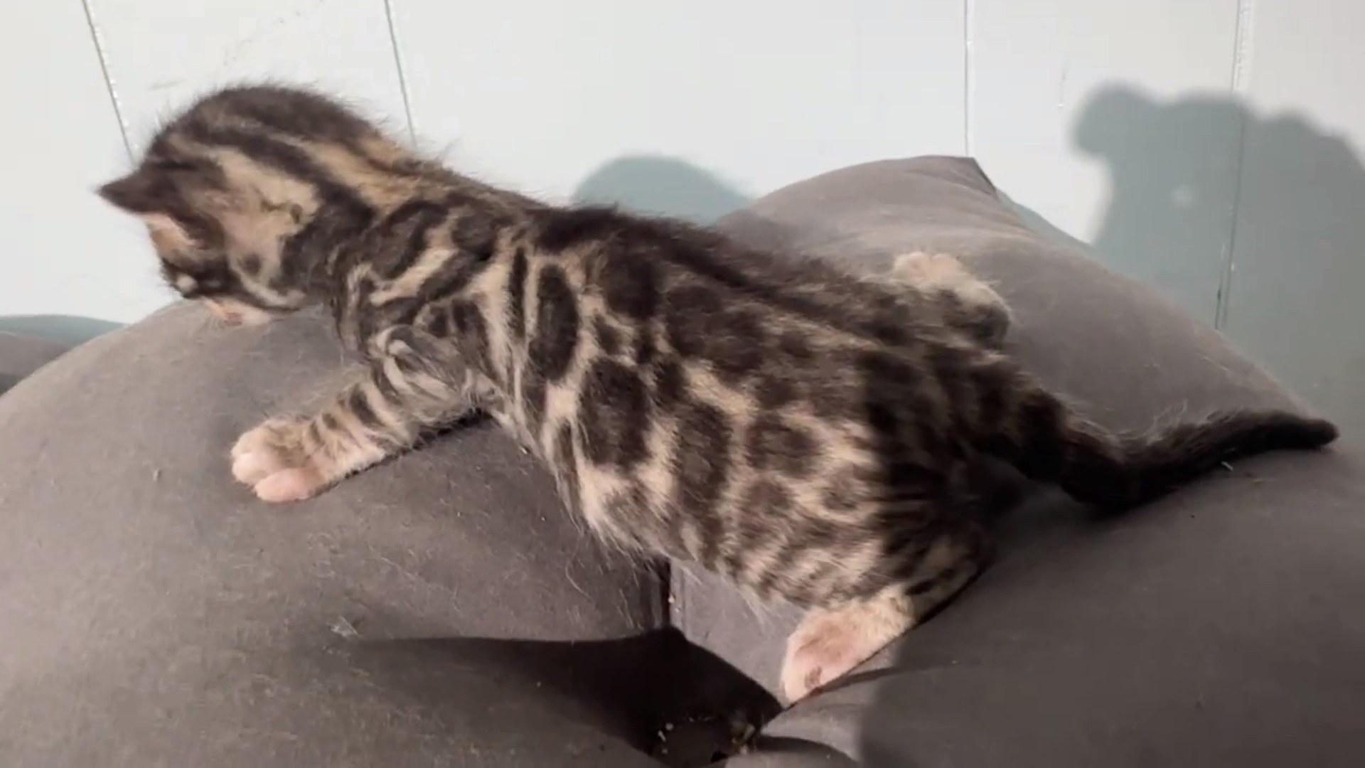 Macchiato - Brown Rosetted Bengal kitten at Wilde Bengals, photo 12