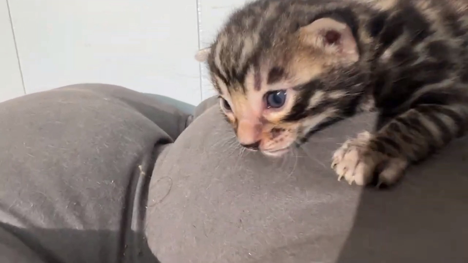 Maserati - Brown Rosetted Bengal kitten at Wilde Bengals, photo 1