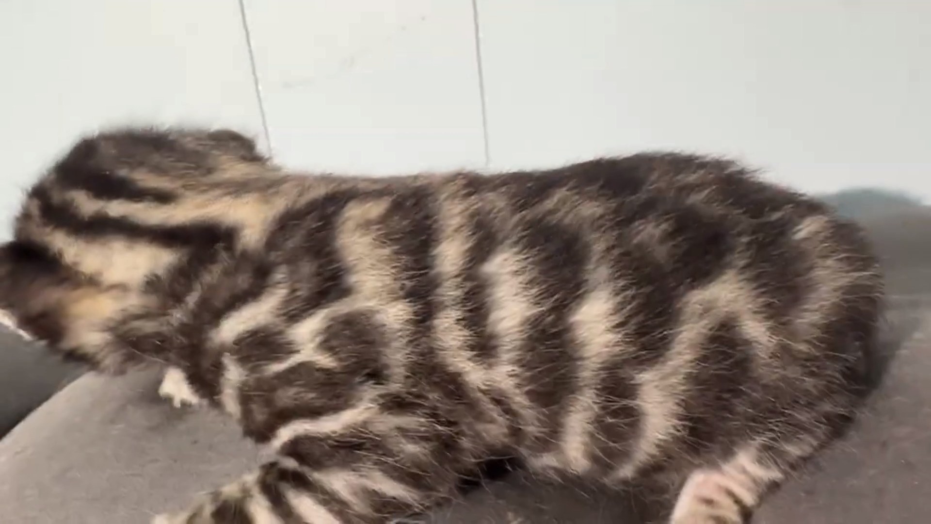 Maserati - Brown Rosetted Bengal kitten at Wilde Bengals, photo 2