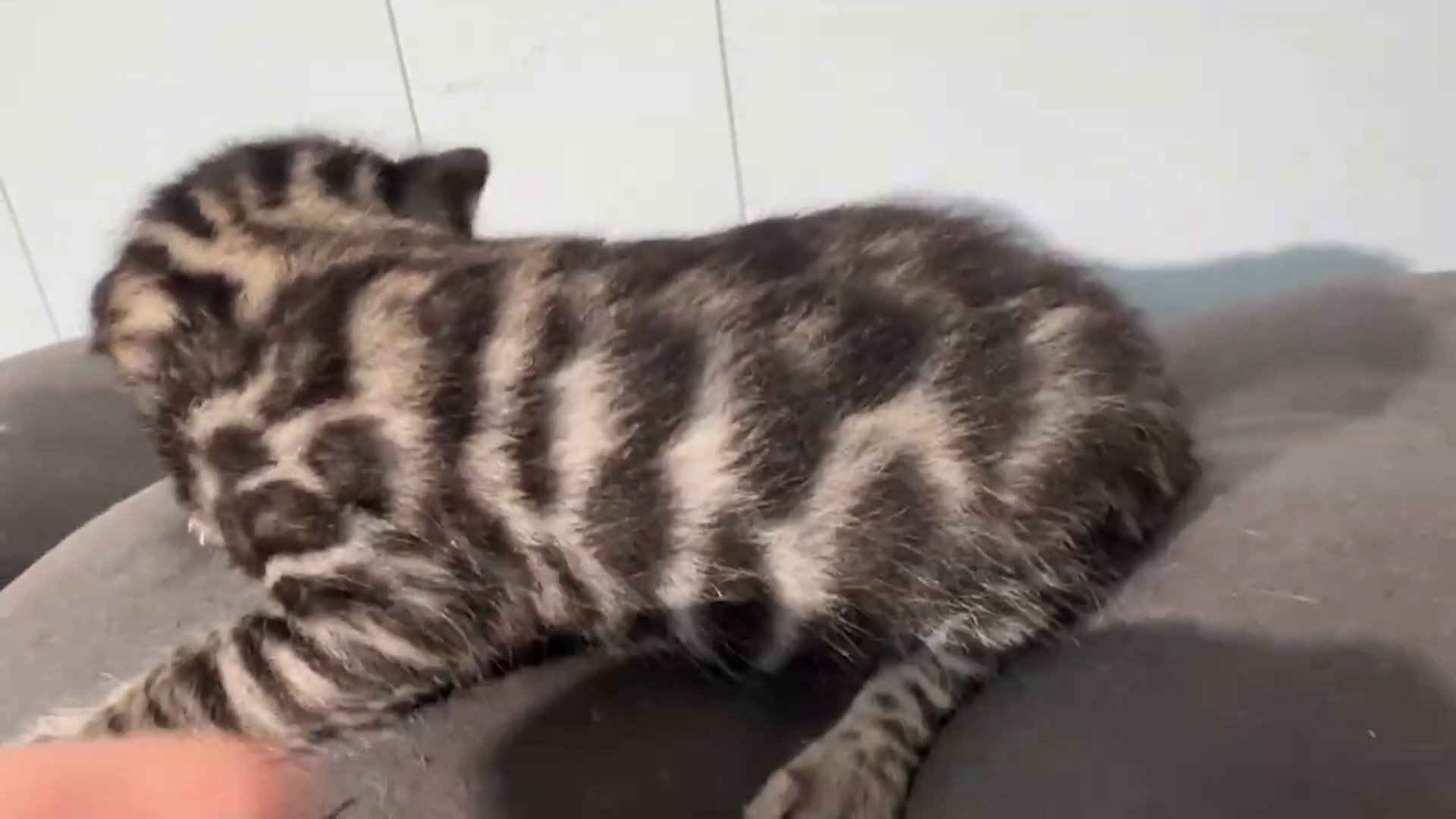 Maserati - Brown Rosetted Bengal kitten at Wilde Bengals, photo 3