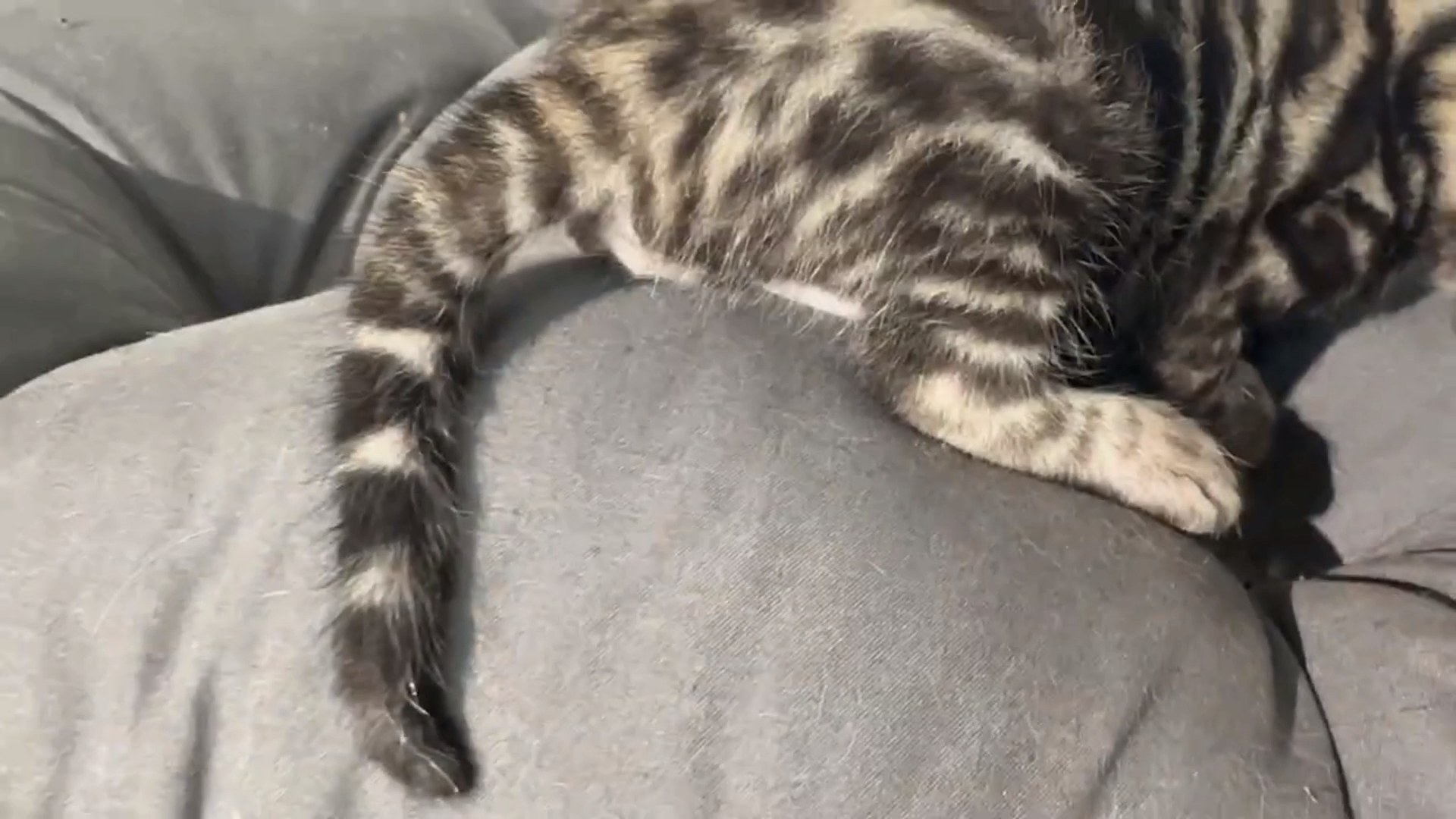 Maserati - Brown Rosetted Bengal kitten at Wilde Bengals, photo 4