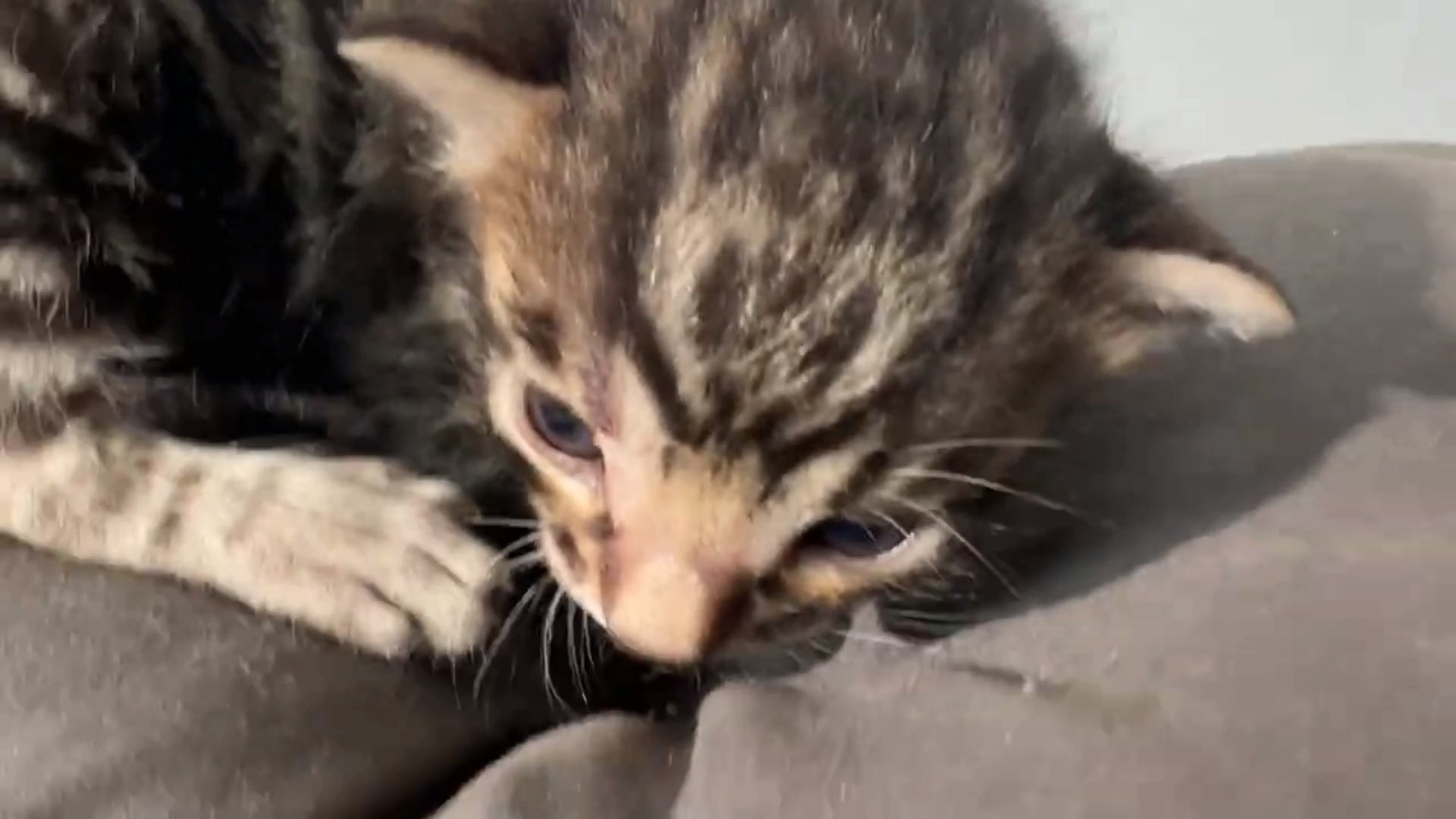 Maserati - Brown Rosetted Bengal kitten at Wilde Bengals