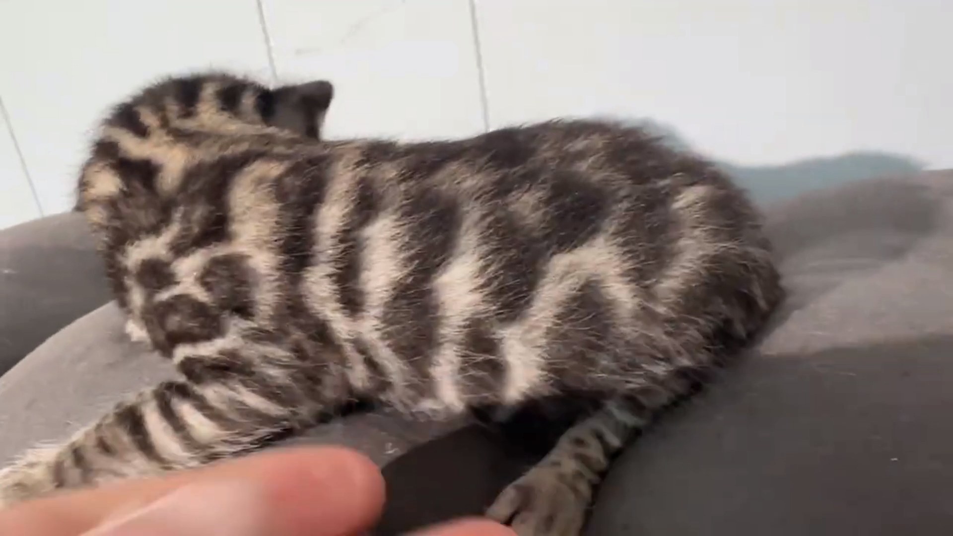 Maserati - Brown Rosetted Bengal kitten at Wilde Bengals, photo 6