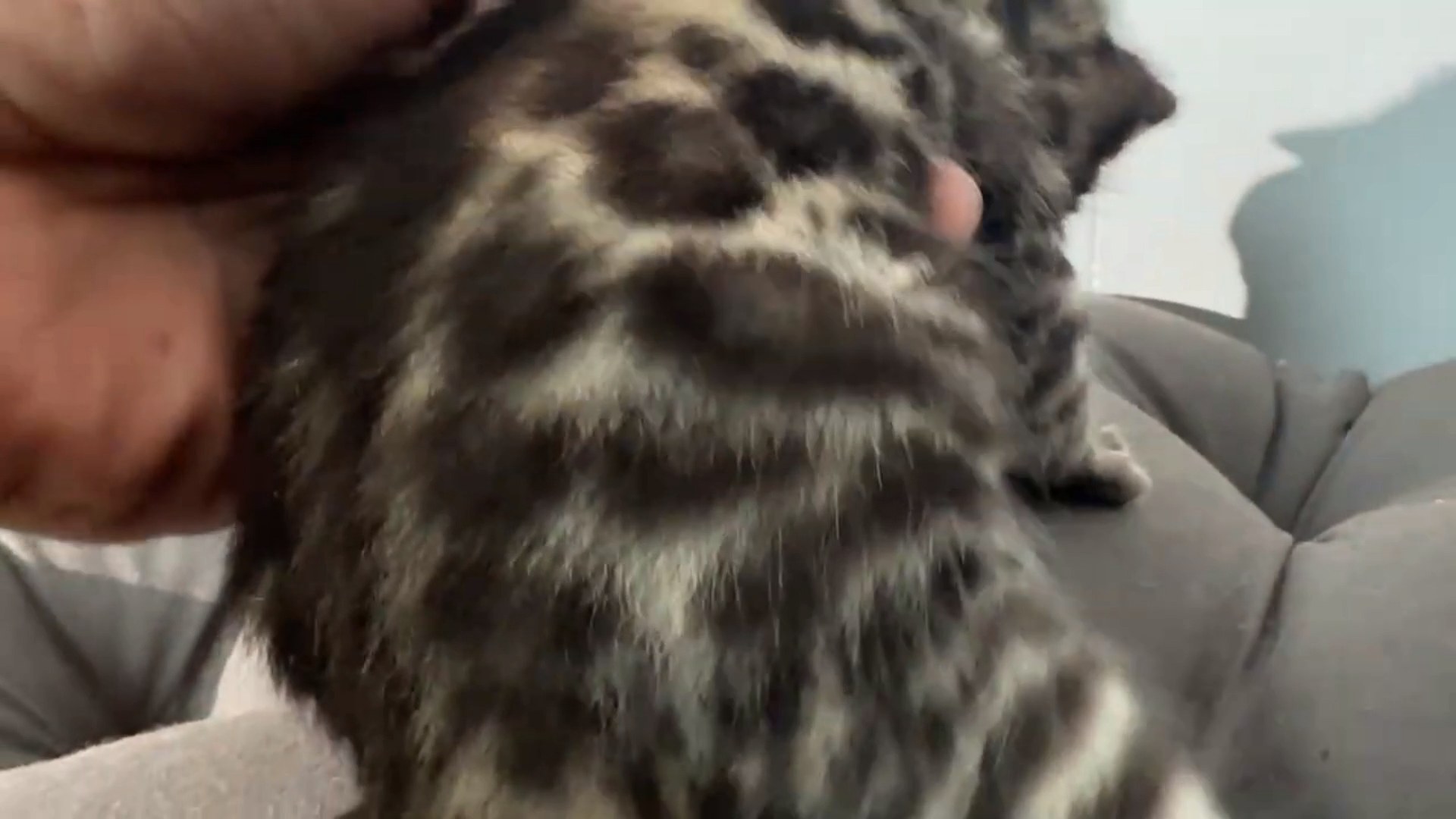 Maserati - Brown Rosetted Bengal kitten at Wilde Bengals, photo 7