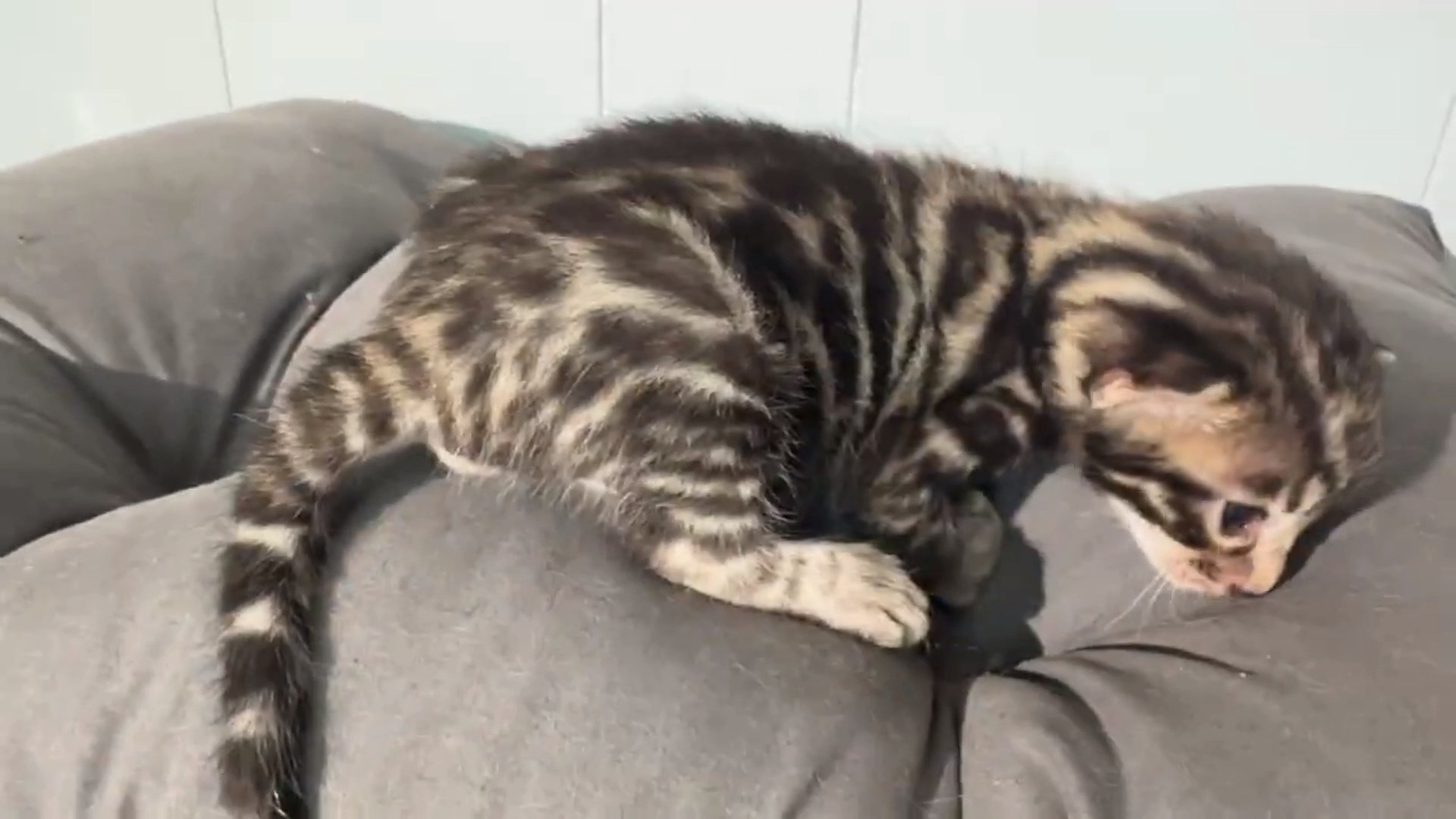 Maserati - Brown Rosetted Bengal kitten at Wilde Bengals, photo 8