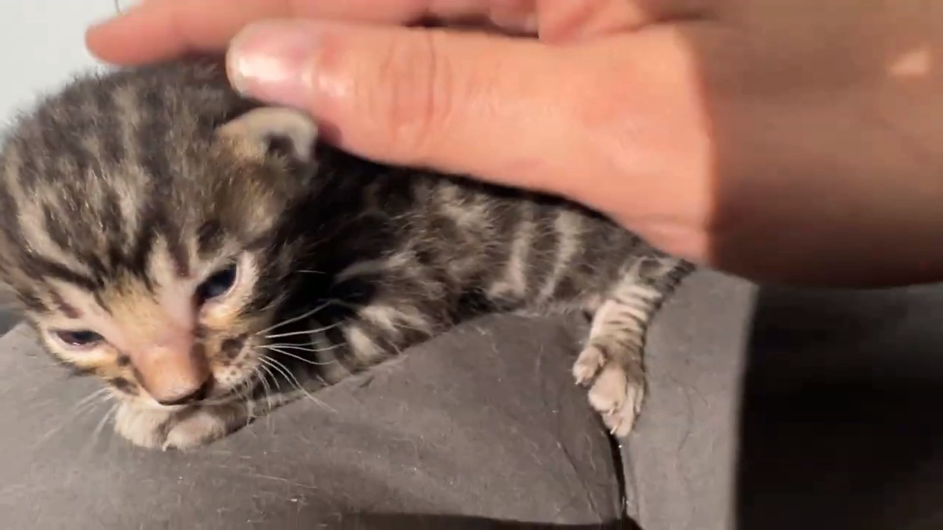 Maserati - Brown Rosetted Bengal kitten at Wilde Bengals, photo 9