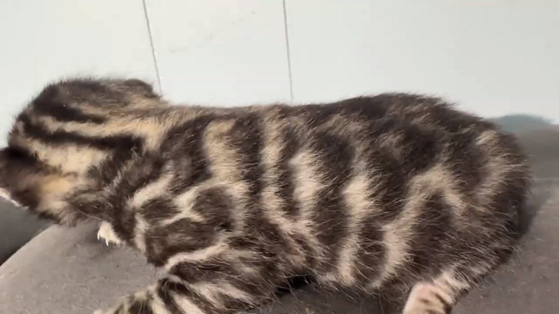 Maserati - Brown Rosetted Bengal kitten at Wilde Bengals, photo 10