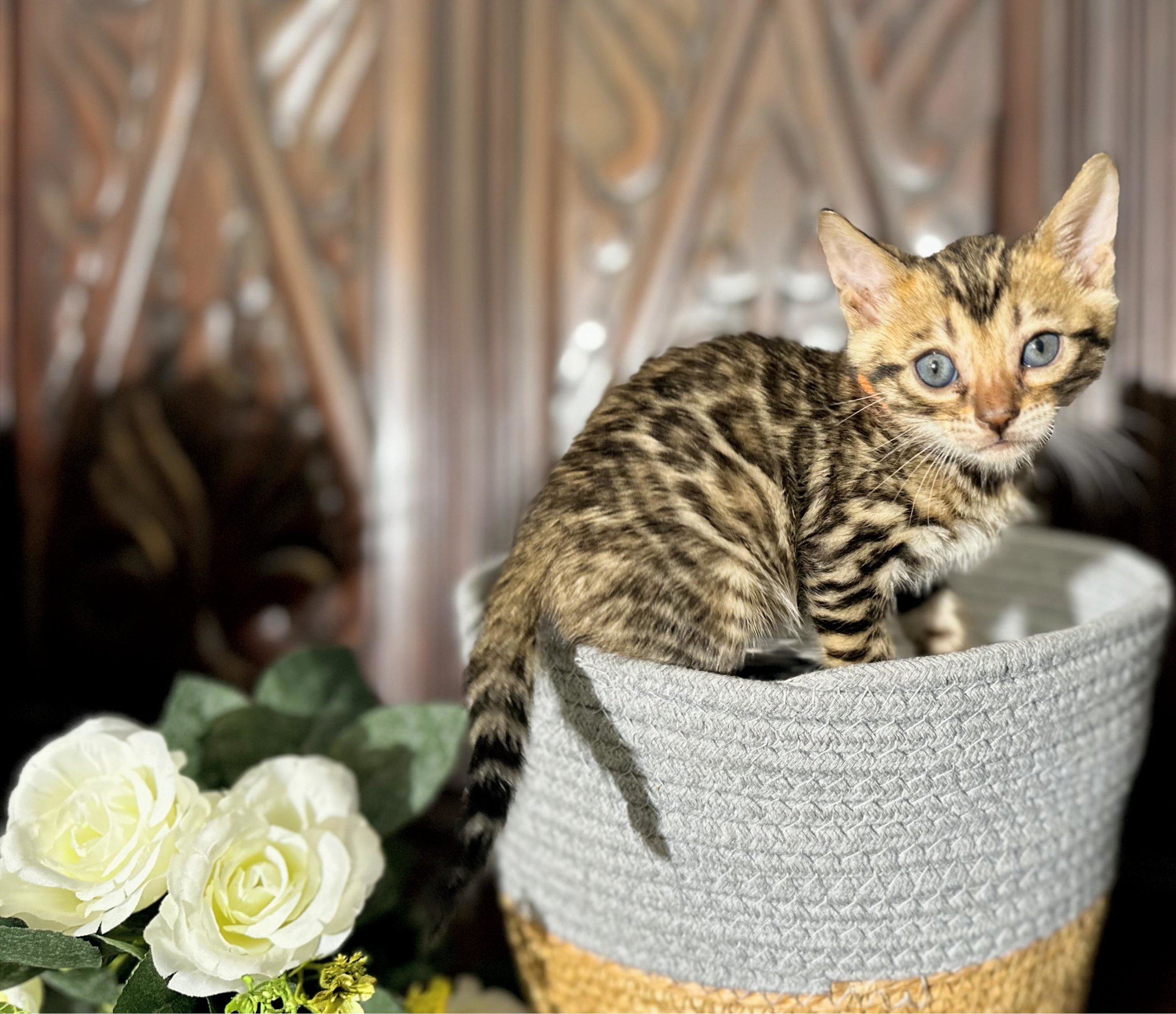 Milo - Brown Rosetted Bengal kitten at Wilde Bengals