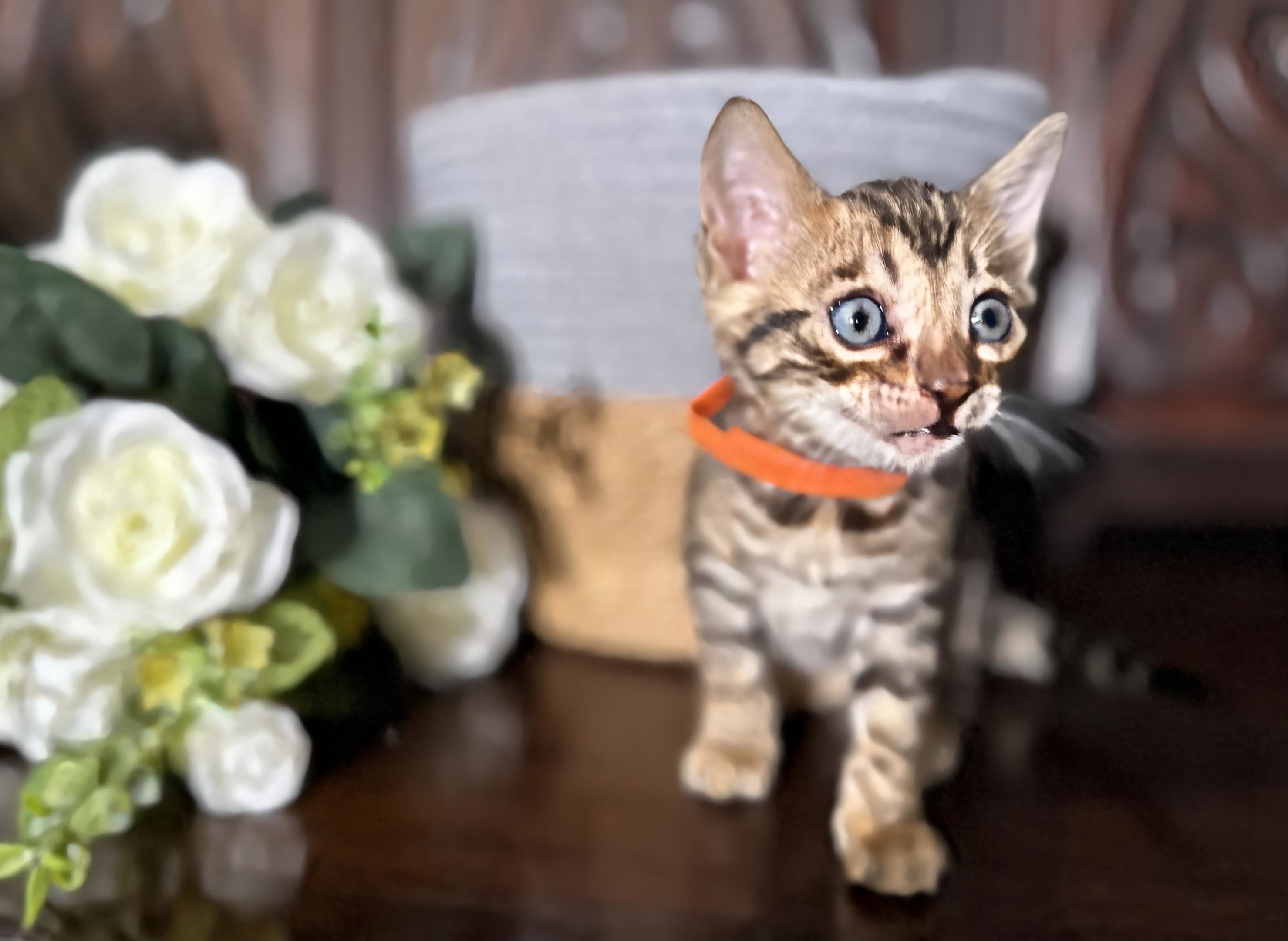 Milo - photo 2