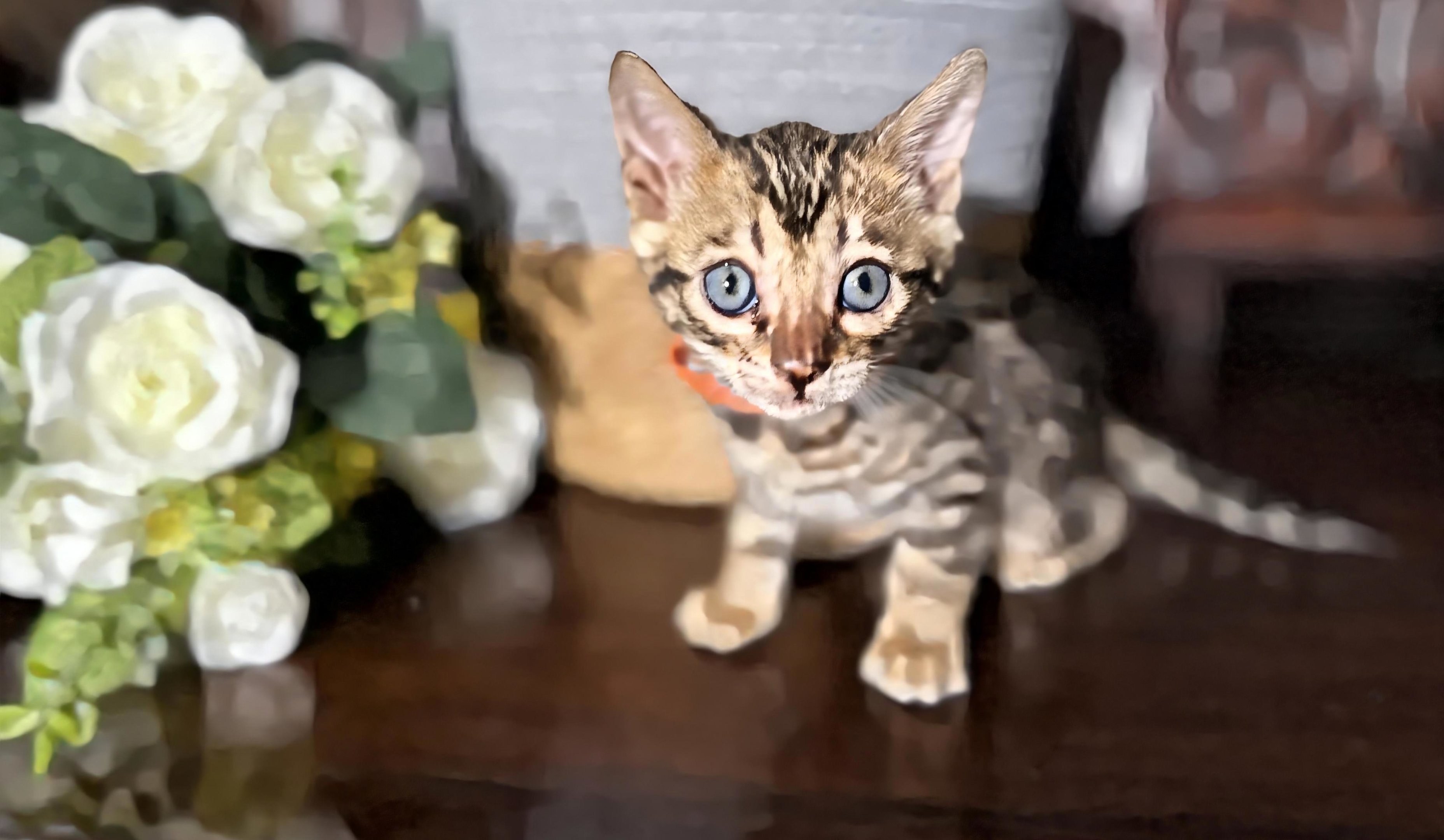 Milo - photo 4