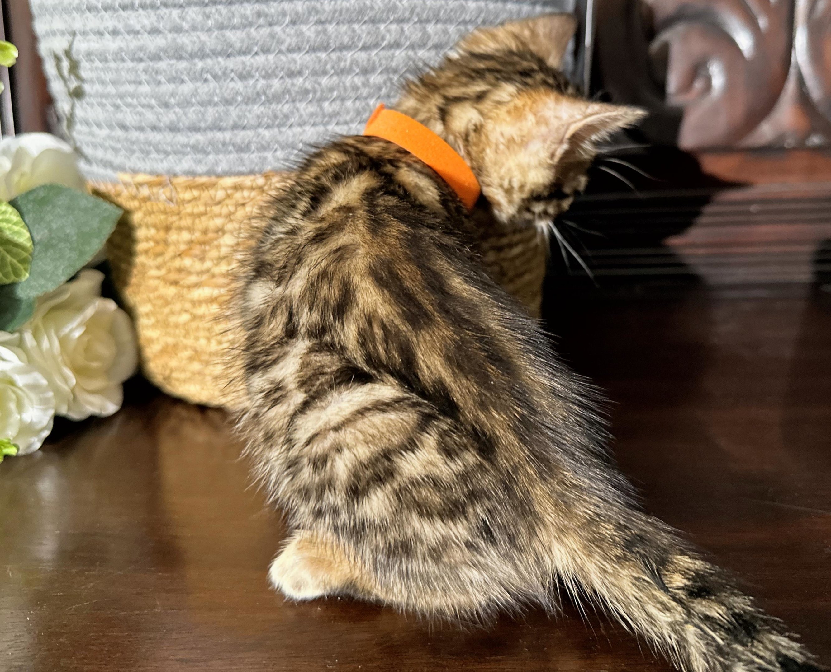 Milo - photo 5
