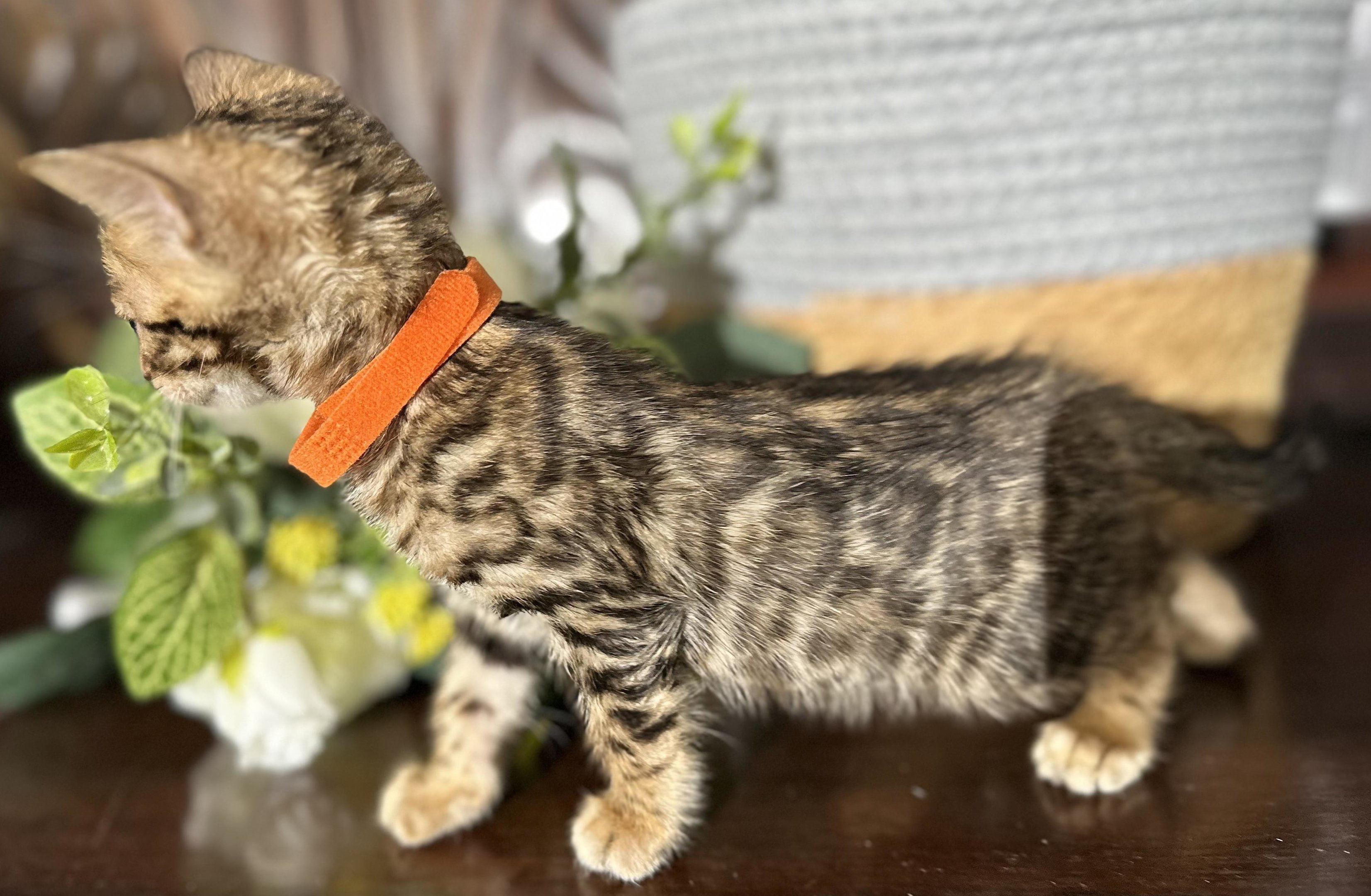 Milo - photo 6