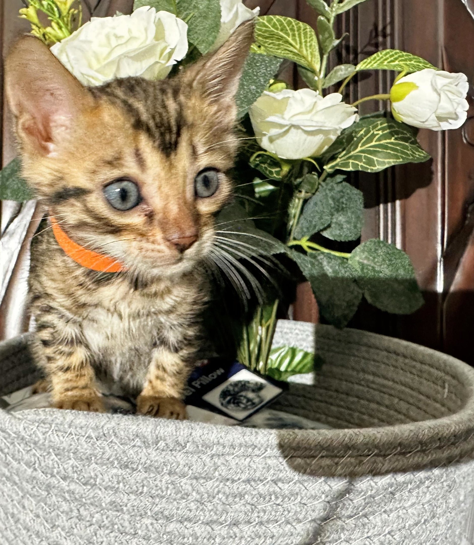 Milo - photo 7