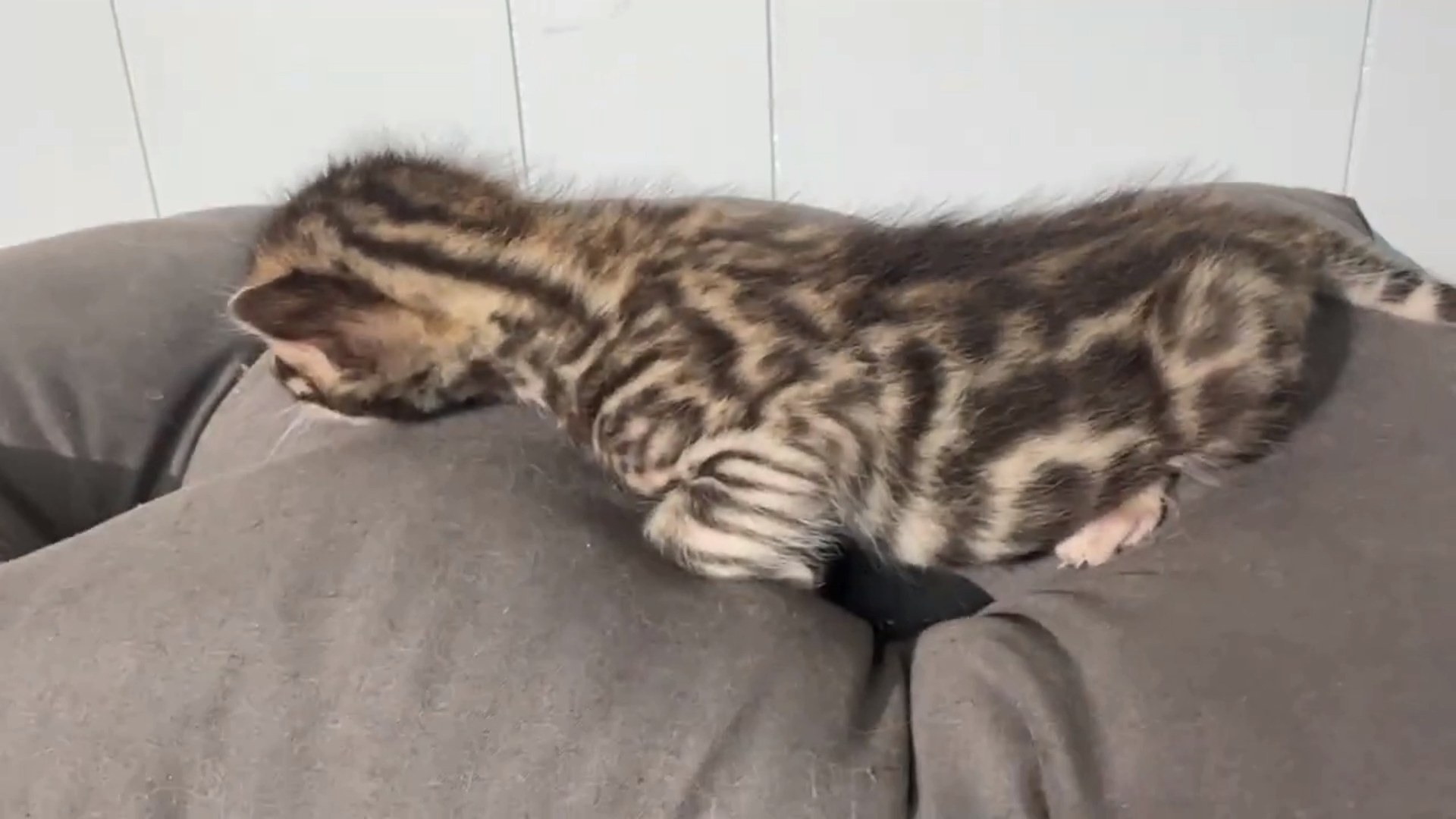 Picasso - Brown Rosetted Bengal kitten at Wilde Bengals, photo 1