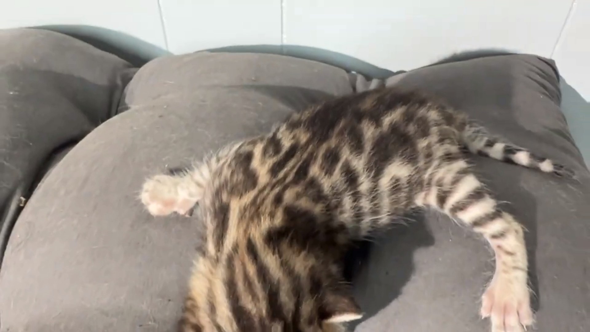 Picasso - Brown Rosetted Bengal kitten at Wilde Bengals, photo 2