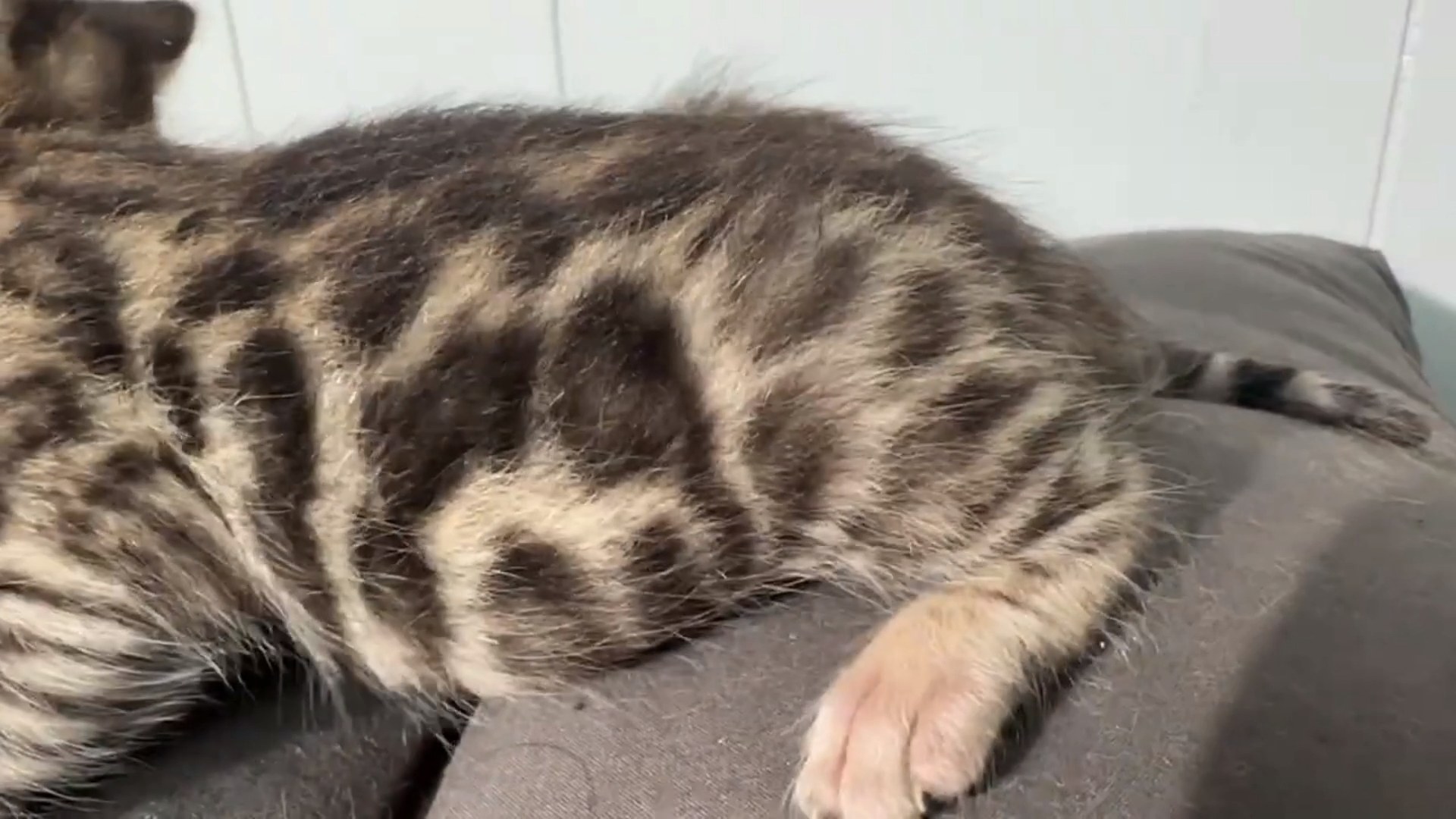 Picasso - Brown Rosetted Bengal kitten at Wilde Bengals, photo 3