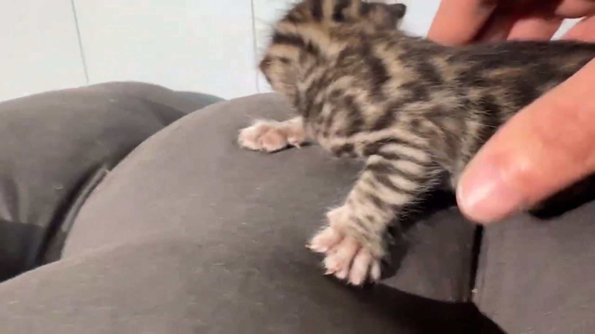 Picasso - Brown Rosetted Bengal kitten at Wilde Bengals, photo 4