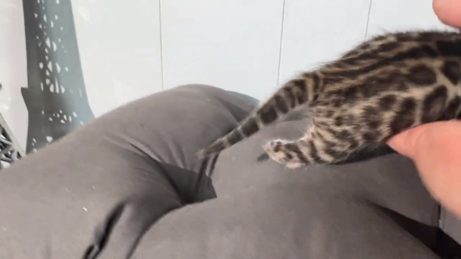 Picasso - Brown Rosetted Bengal kitten at Wilde Bengals, photo 5