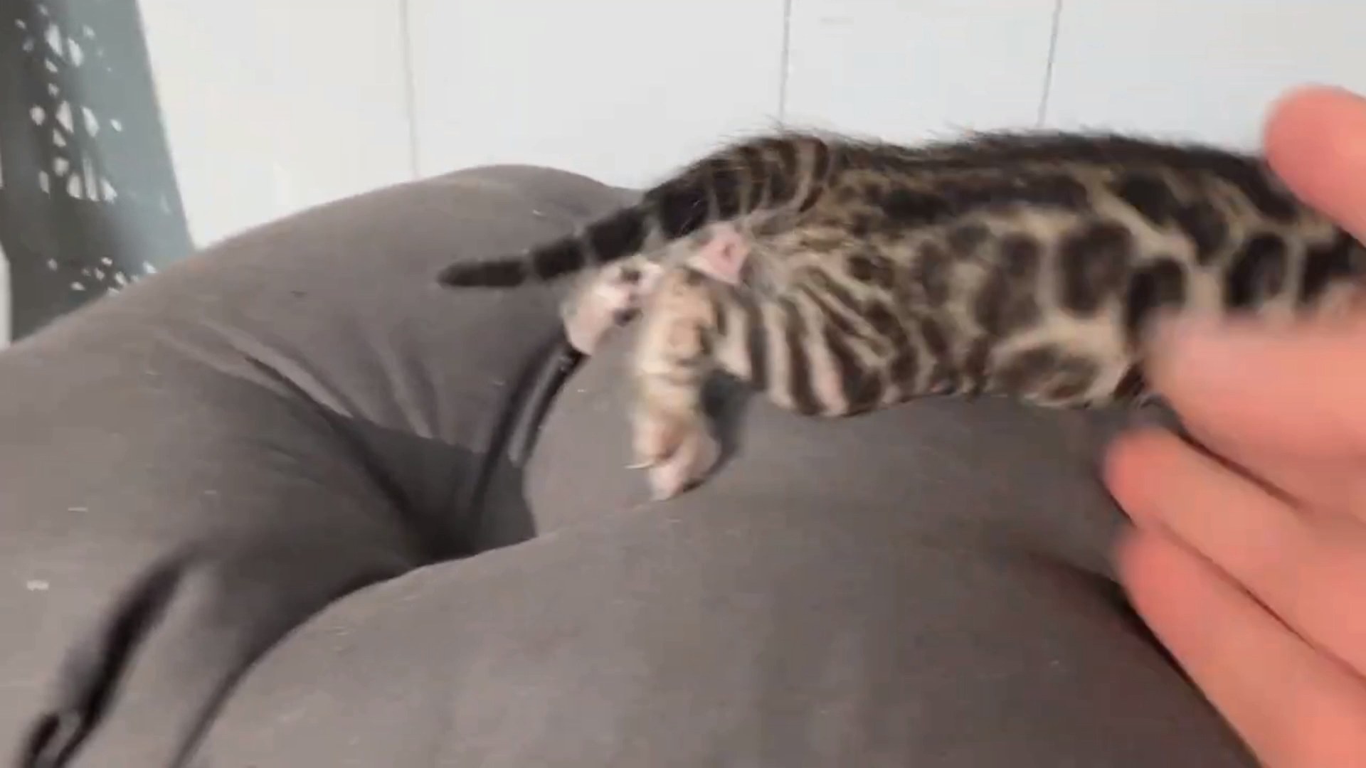 Picasso - Brown Rosetted Bengal kitten at Wilde Bengals, photo 6
