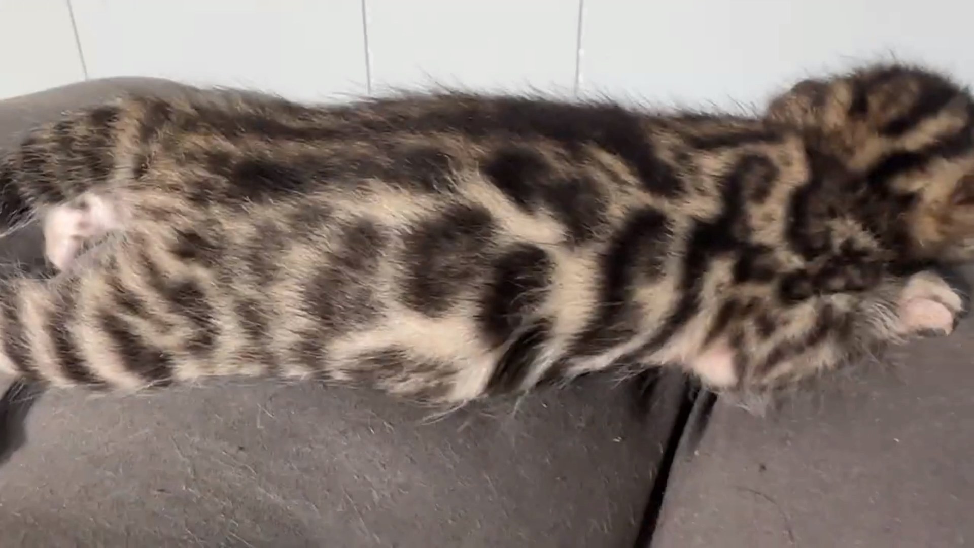 Picasso - Brown Rosetted Bengal kitten at Wilde Bengals, photo 7
