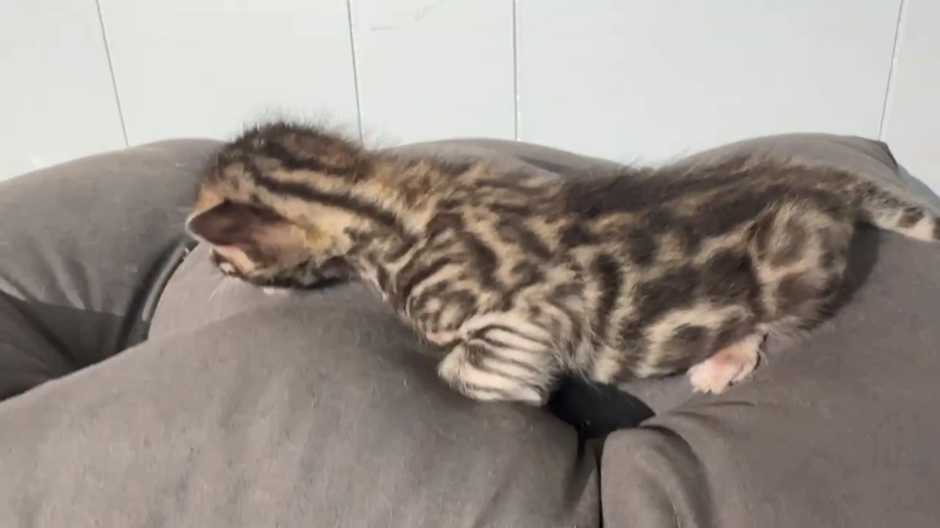 Picasso - Brown Rosetted Bengal kitten at Wilde Bengals, photo 8