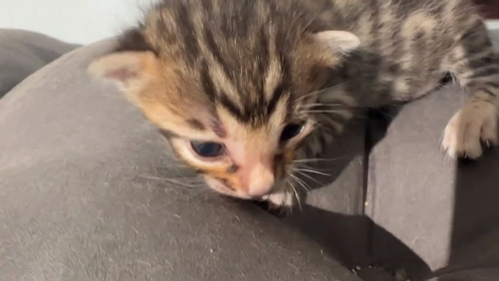 Picasso - Brown Rosetted Bengal kitten at Wilde Bengals