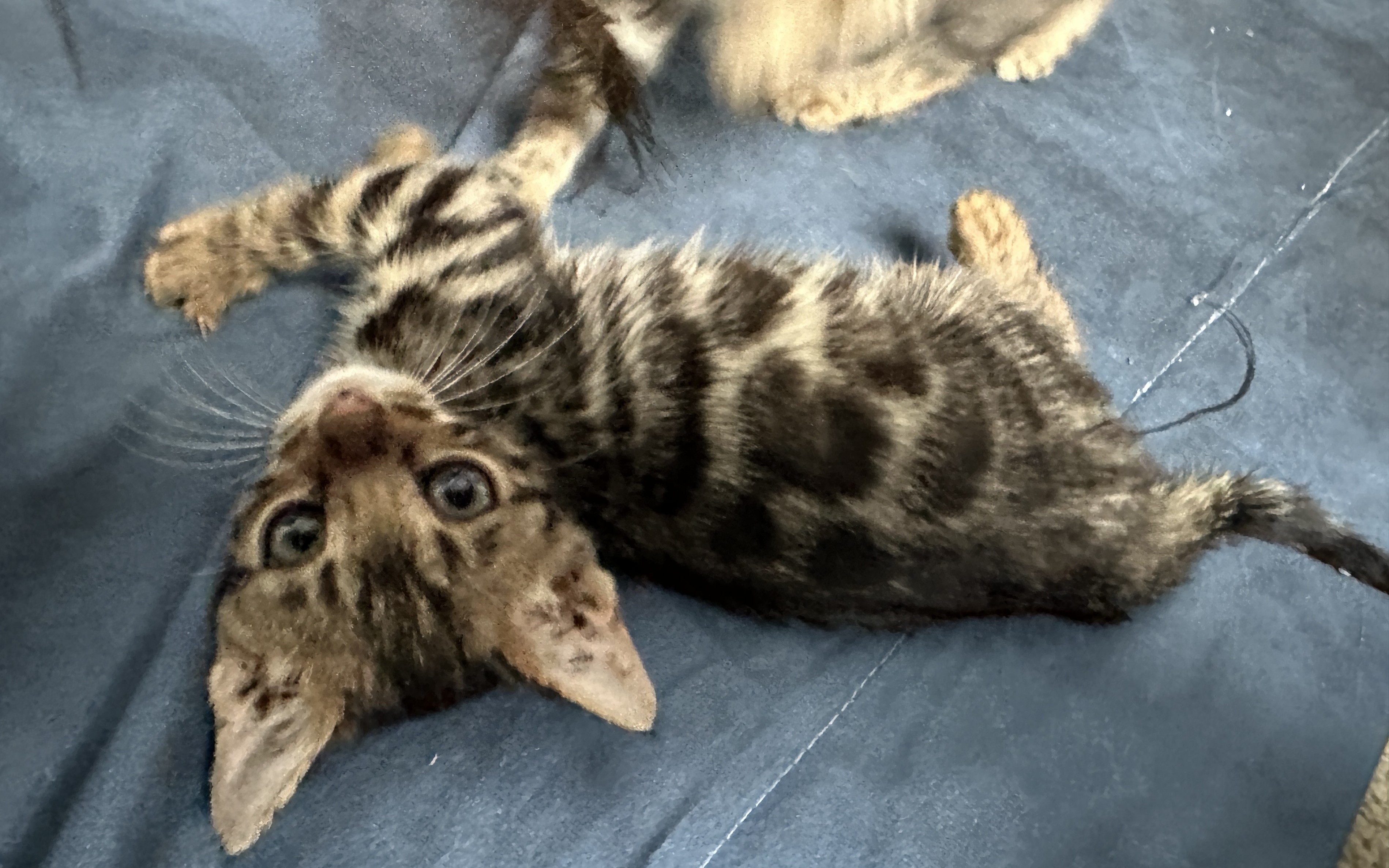 Picasso - Brown Rosetted Bengal kitten at Wilde Bengals