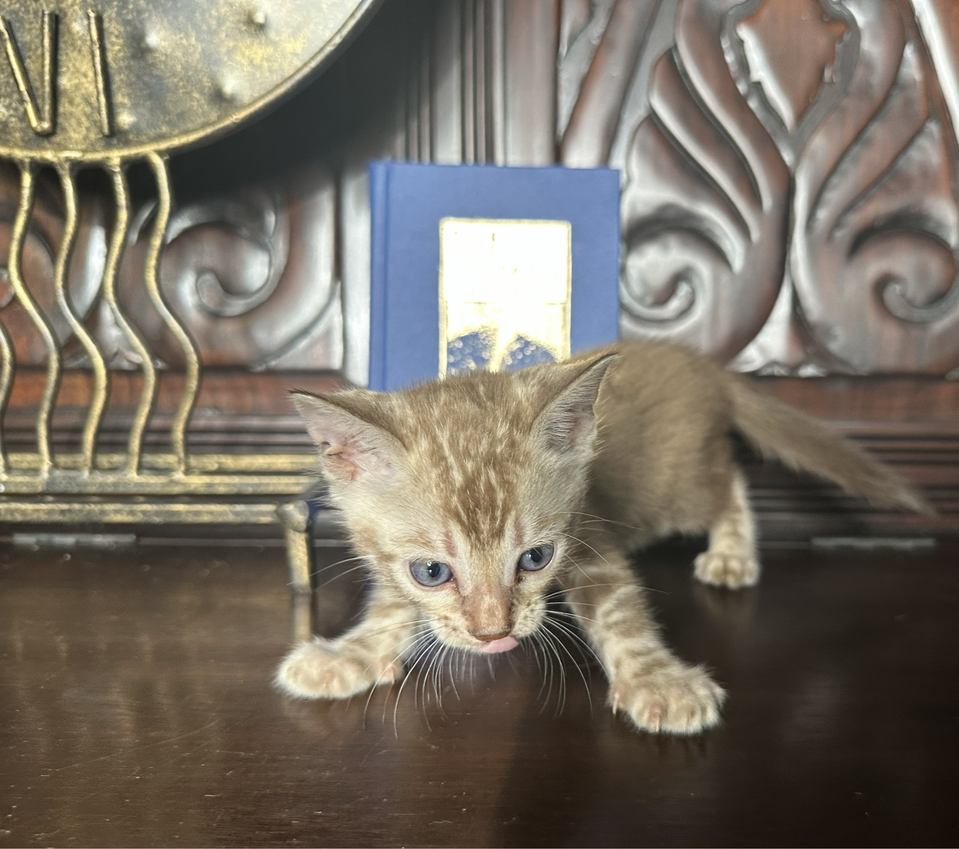 Suede - Sepia Snow Bengal kitten at Wilde Bengals, photo 1