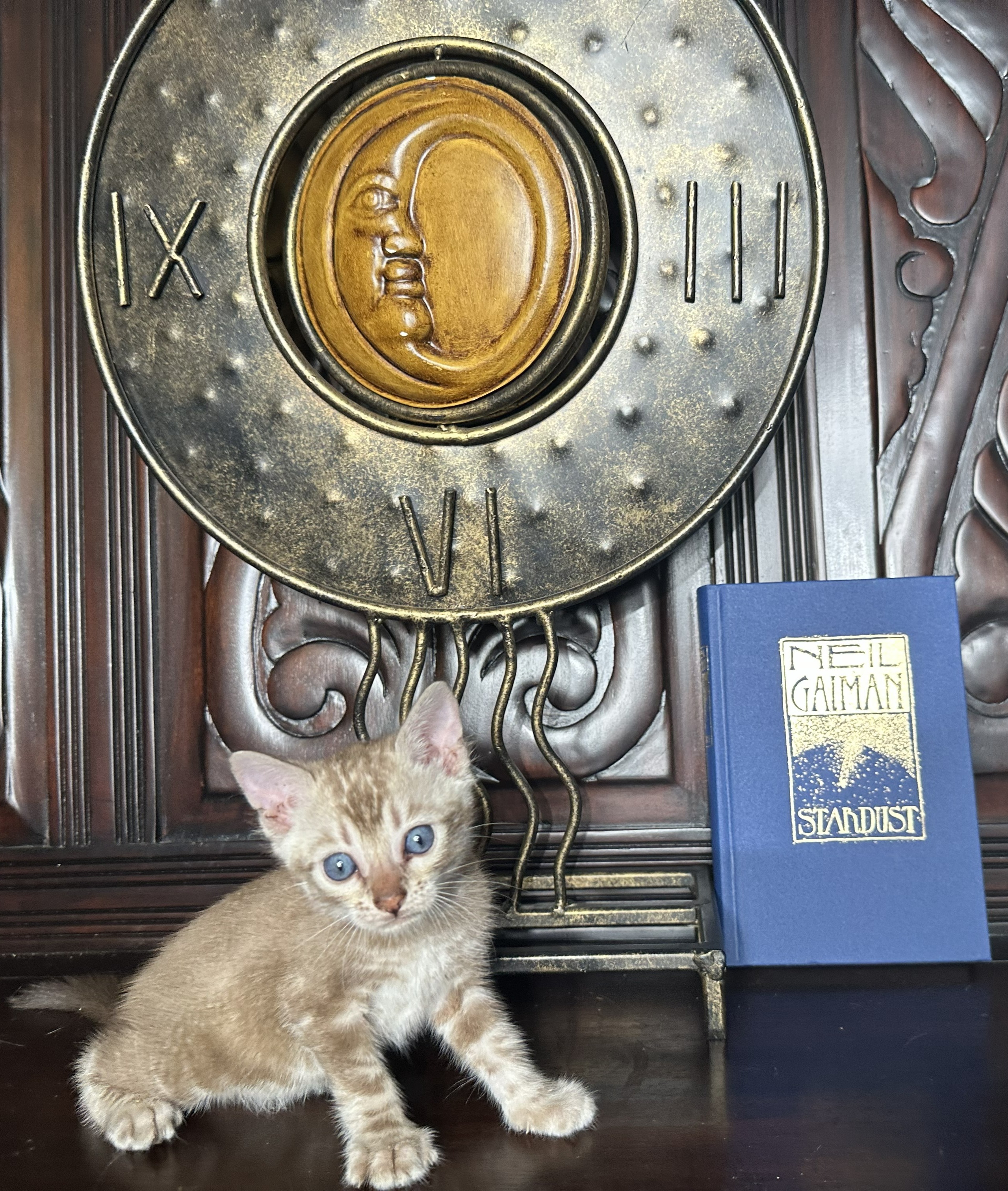 Suede - Sepia Snow Bengal kitten at Wilde Bengals, photo 2