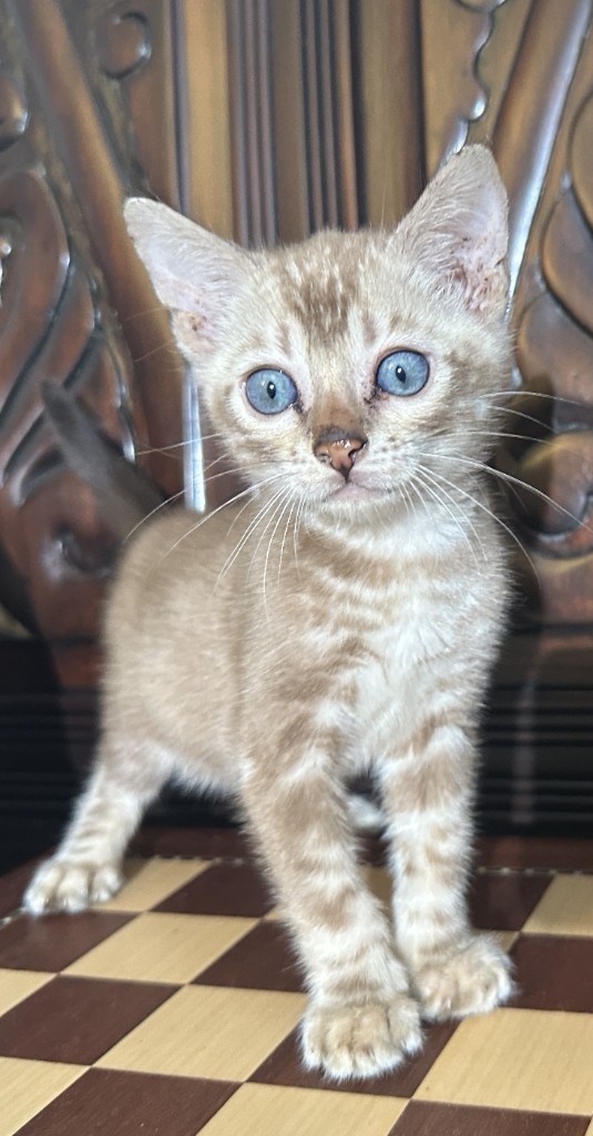 Suede - Sepia Snow Bengal kitten at Wilde Bengals, 7 weeks 4 days old, photo 1