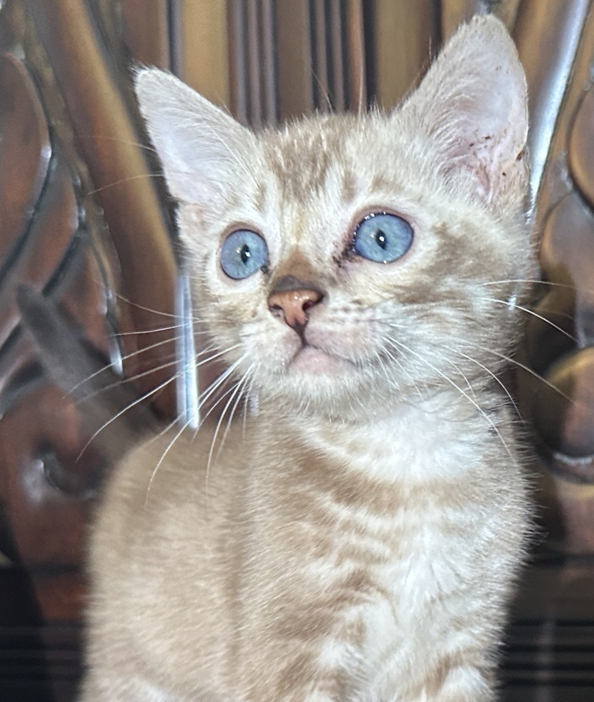 Suede - Sepia Snow Bengal kitten at Wilde Bengals, 7 weeks 4 days old, photo 2
