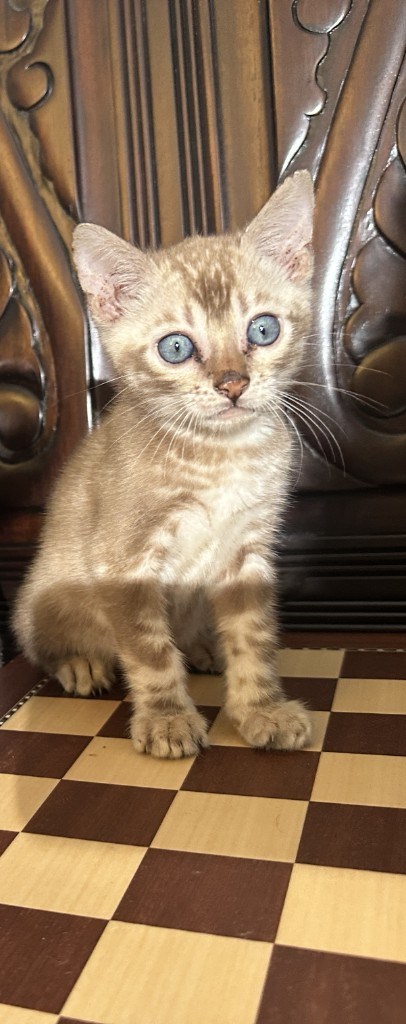 Suede - Sepia Snow Bengal kitten at Wilde Bengals, 7 weeks 4 days old, photo 3