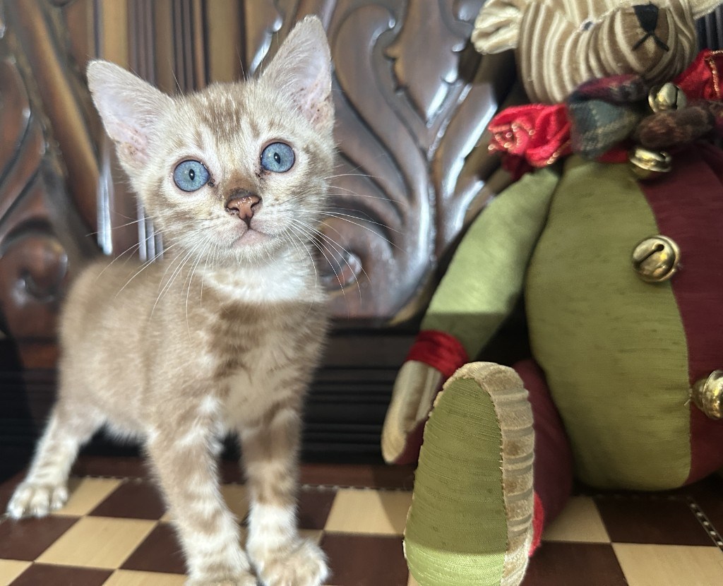 Suede - Sepia Snow Bengal kitten at Wilde Bengals, 7 weeks 4 days old, photo 5