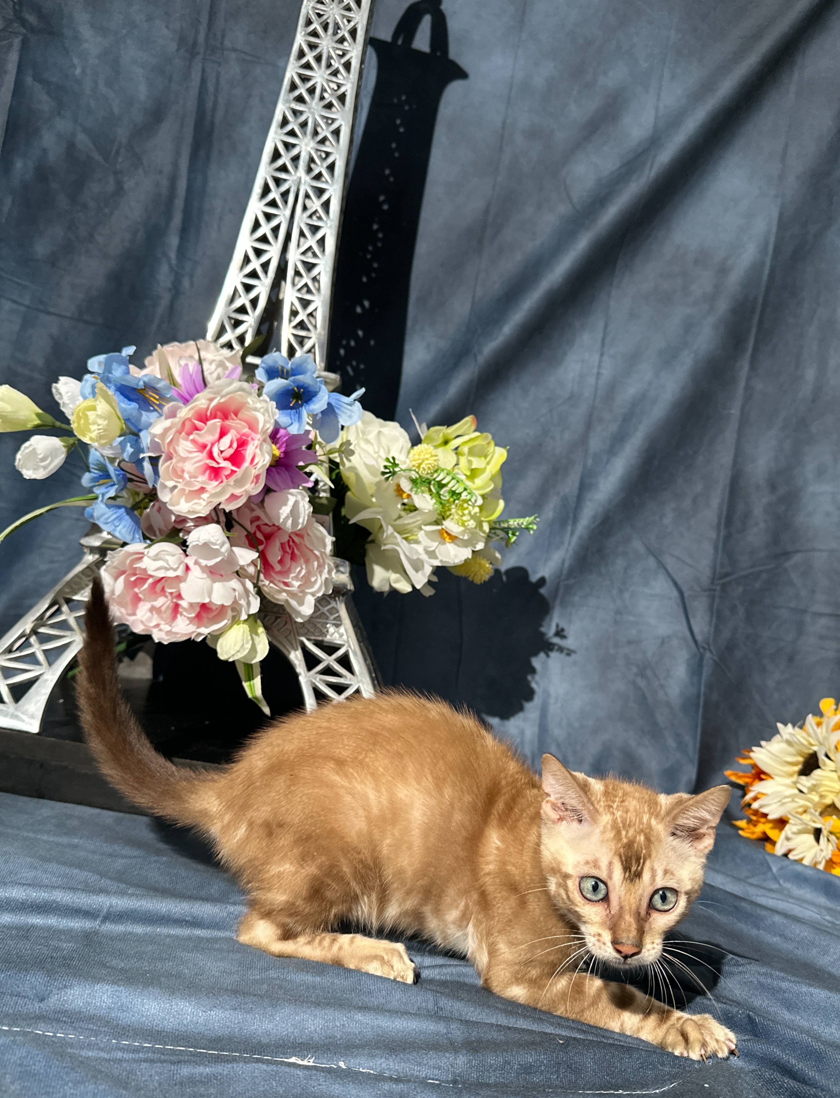 Suede - Sepia Snow Bengal kitten at Wilde Bengals