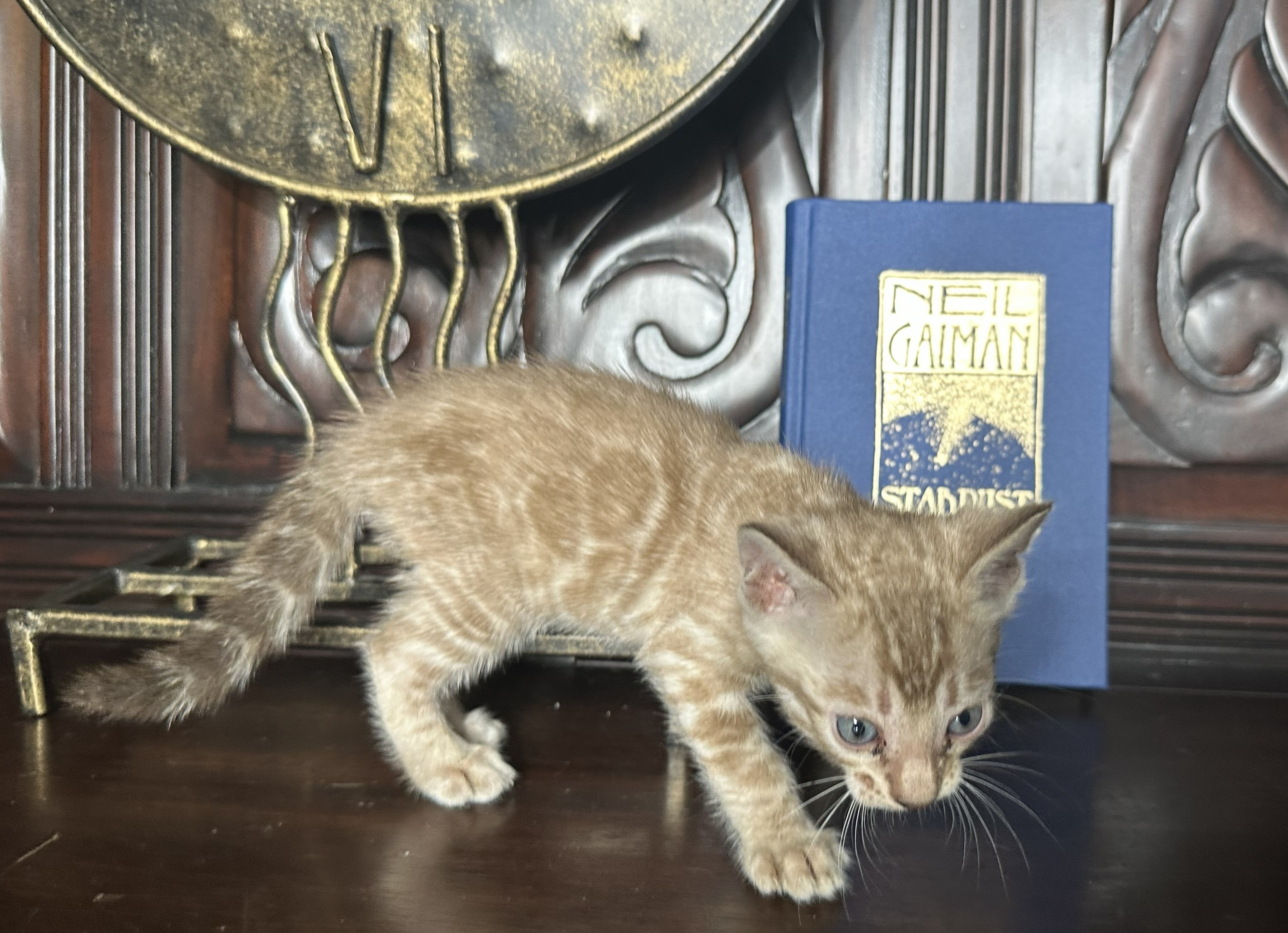 Valentino - Snow Bengal kitten at Wilde Bengals
