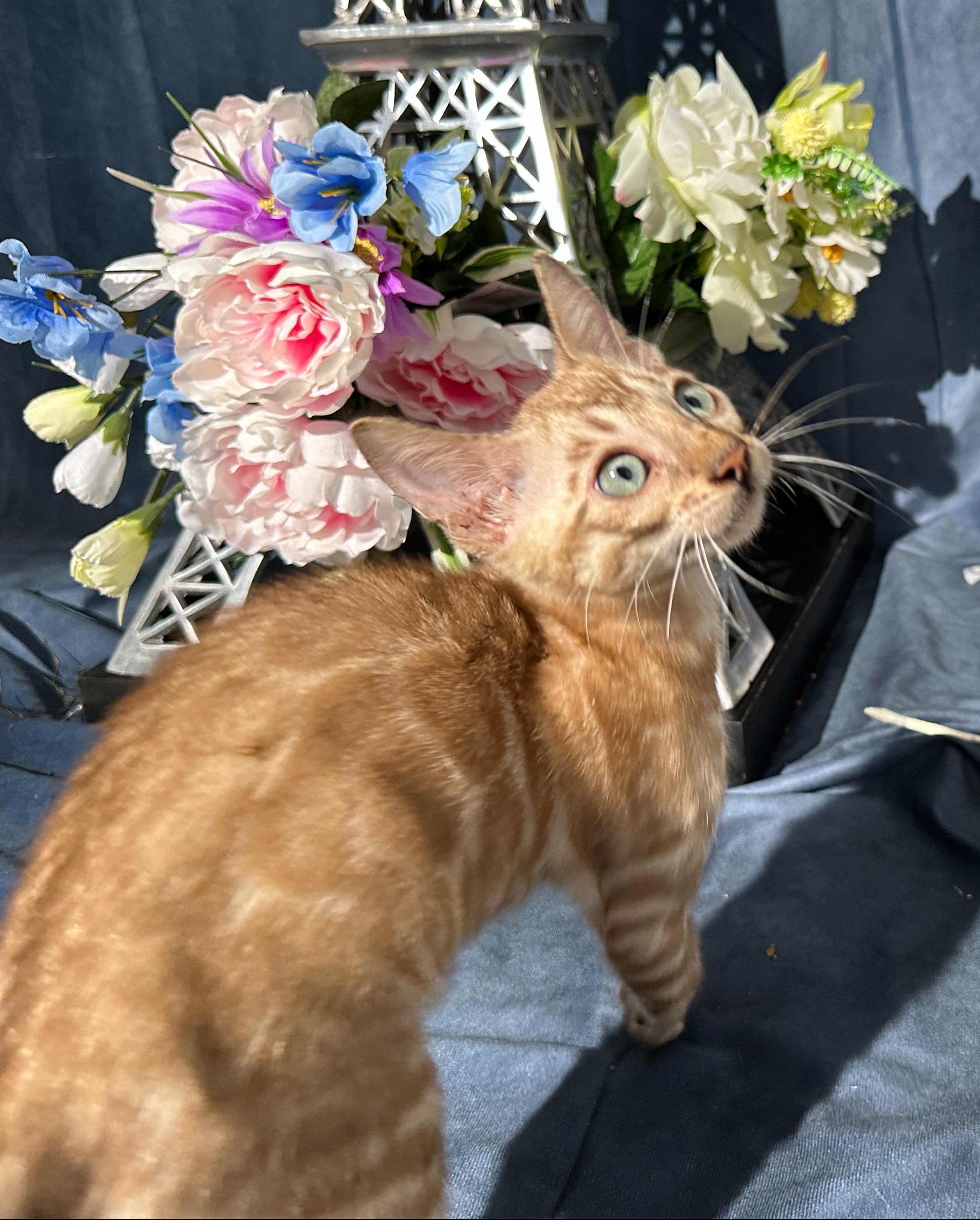 Valentino - Snow Bengal kitten at Wilde Bengals