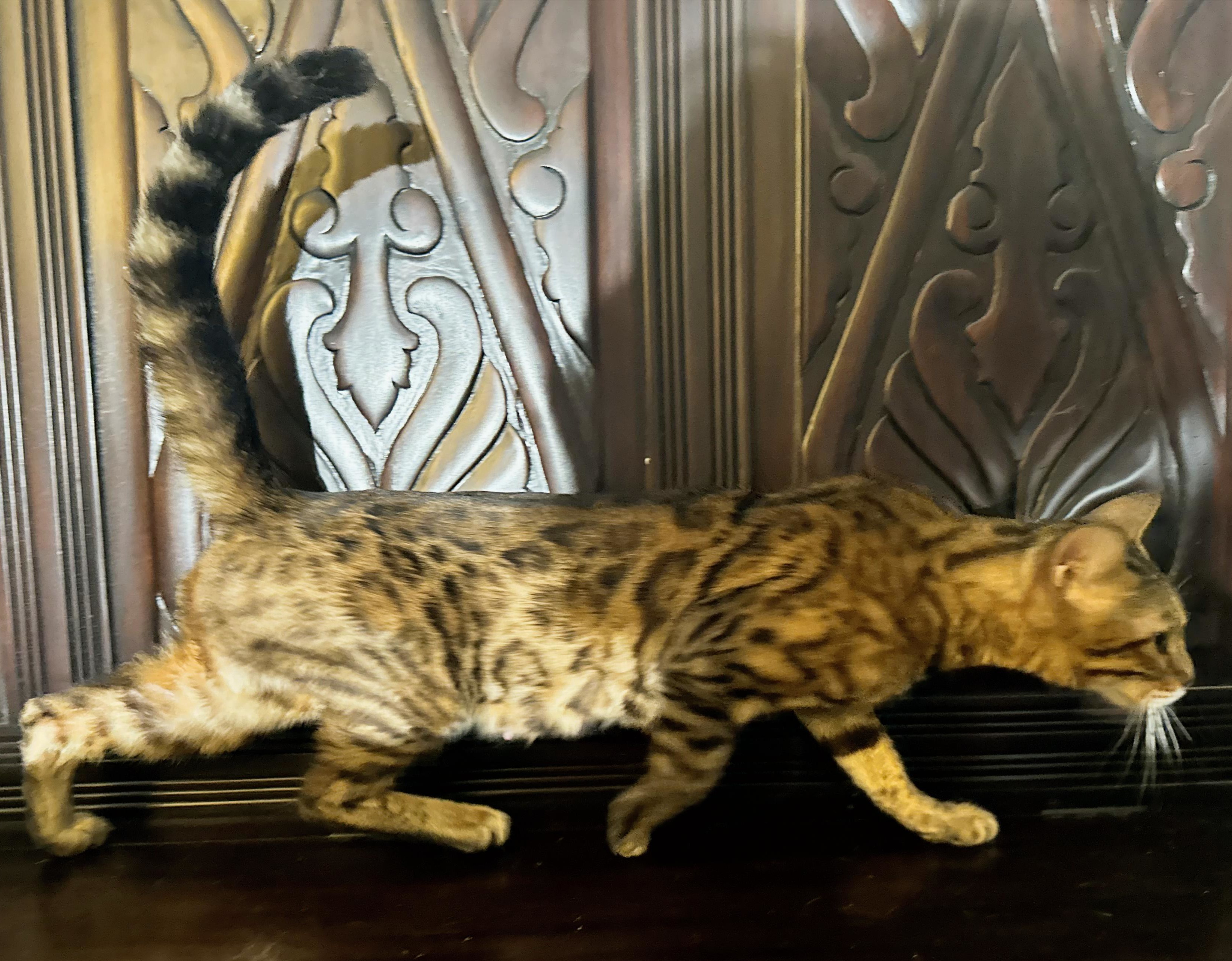 Koa - Brown Rosetted Bengal queen at Wilde Bengals with her newest litter