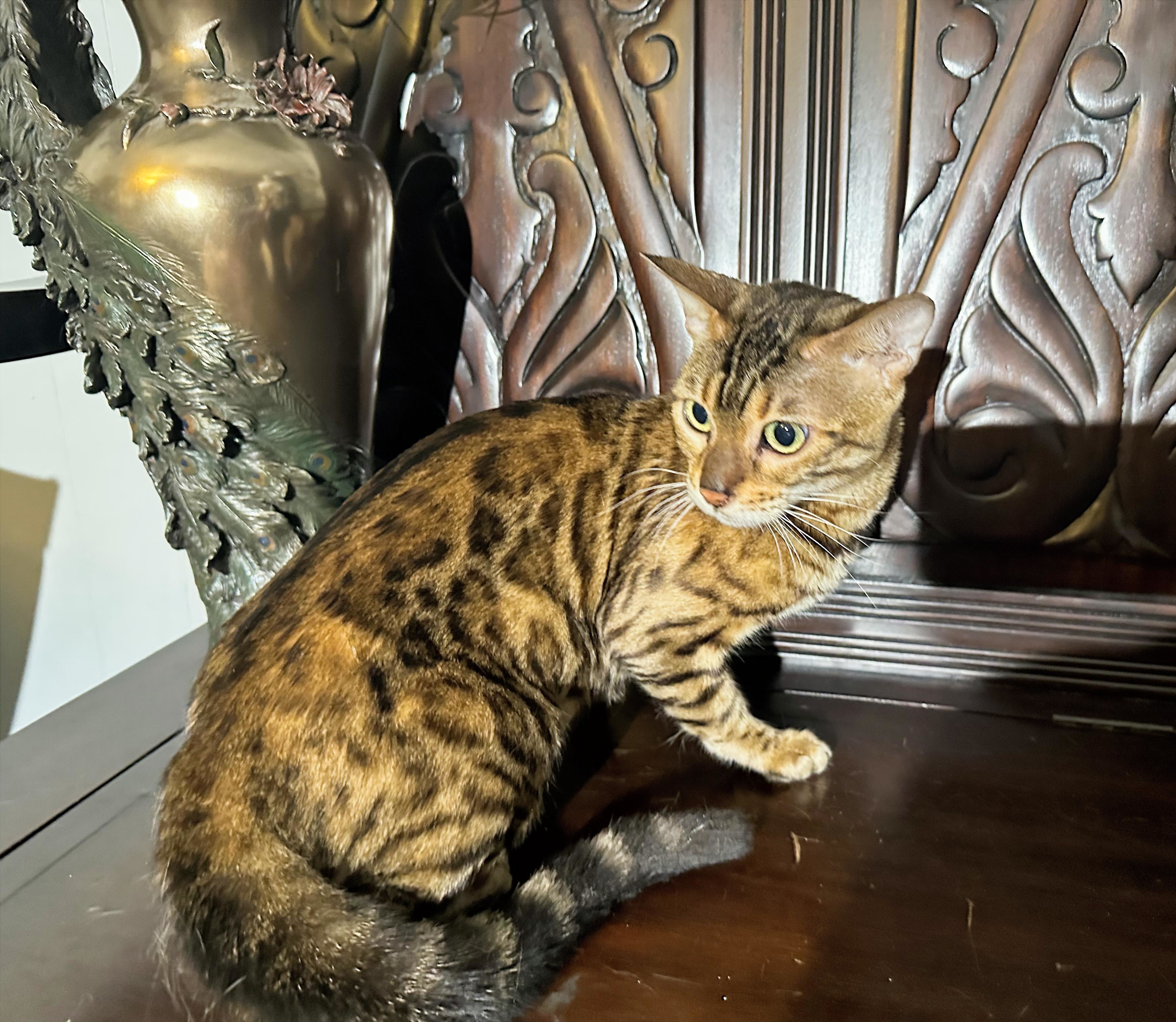 Koa - Brown Rosetted Bengal queen at Wilde Bengals