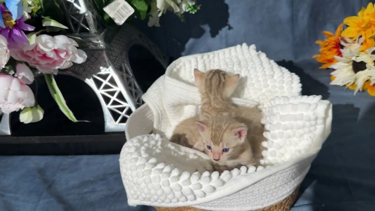 Koa's litter at 3 weeks old, photo 1