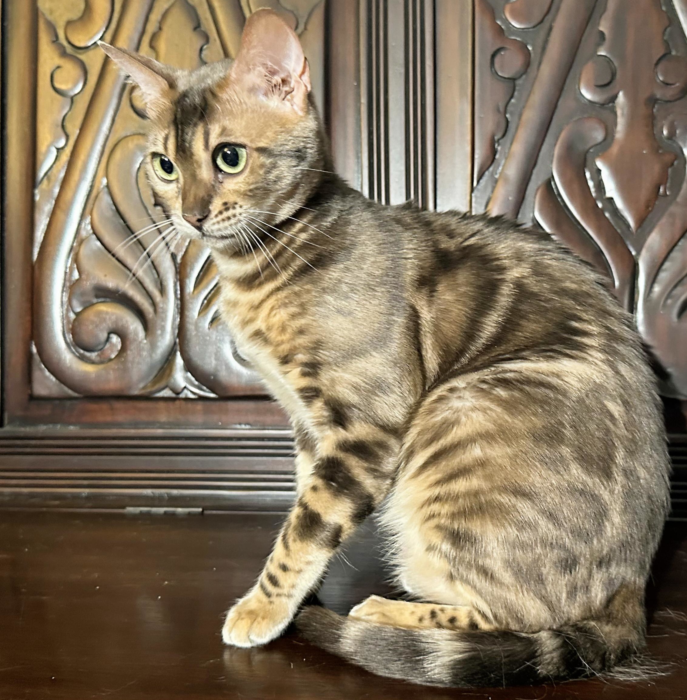 Myst - Rare Blue Bengal queen at Wilde Bengals