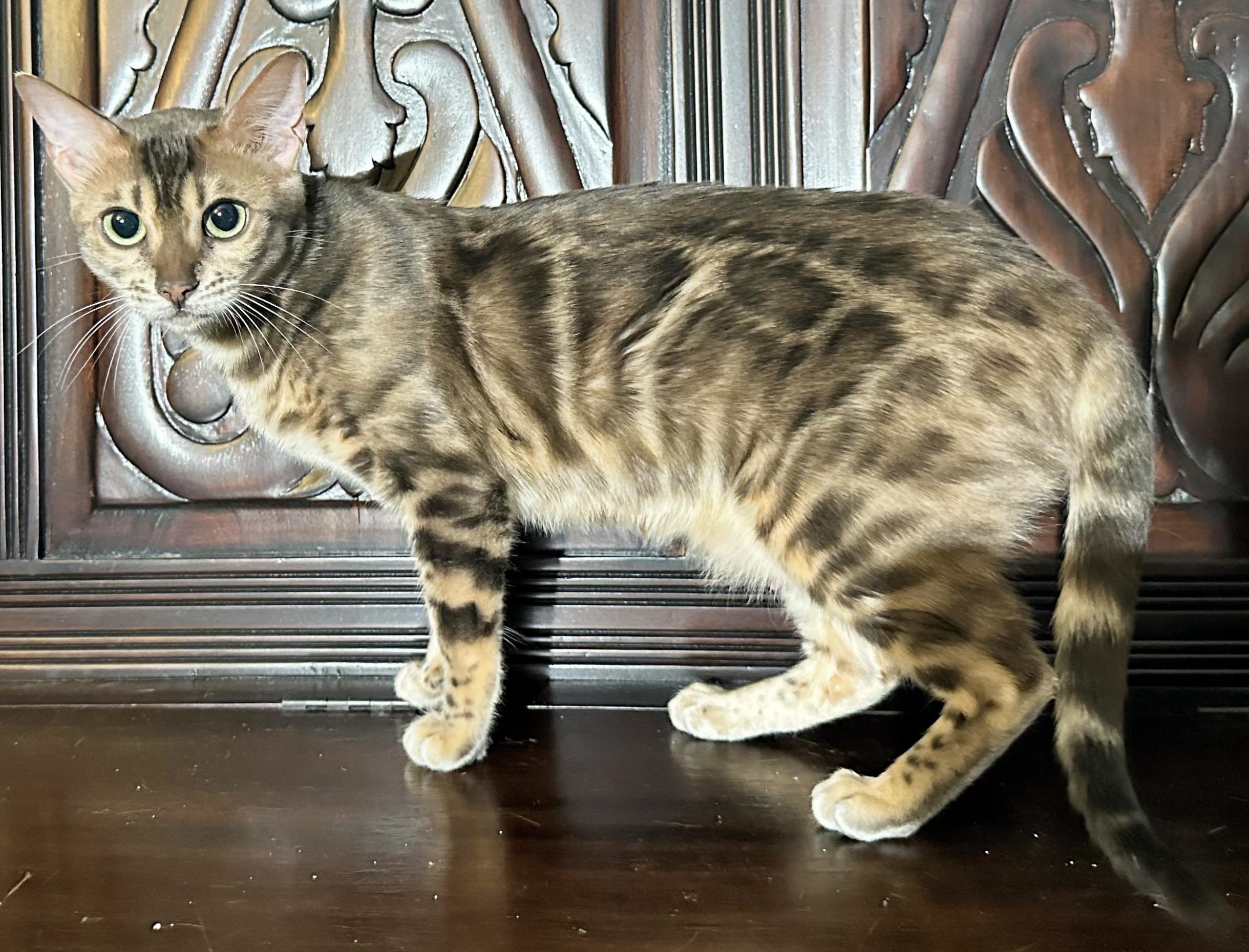 Myst - Blue Rosetted Bengal available at Wilde Bengals