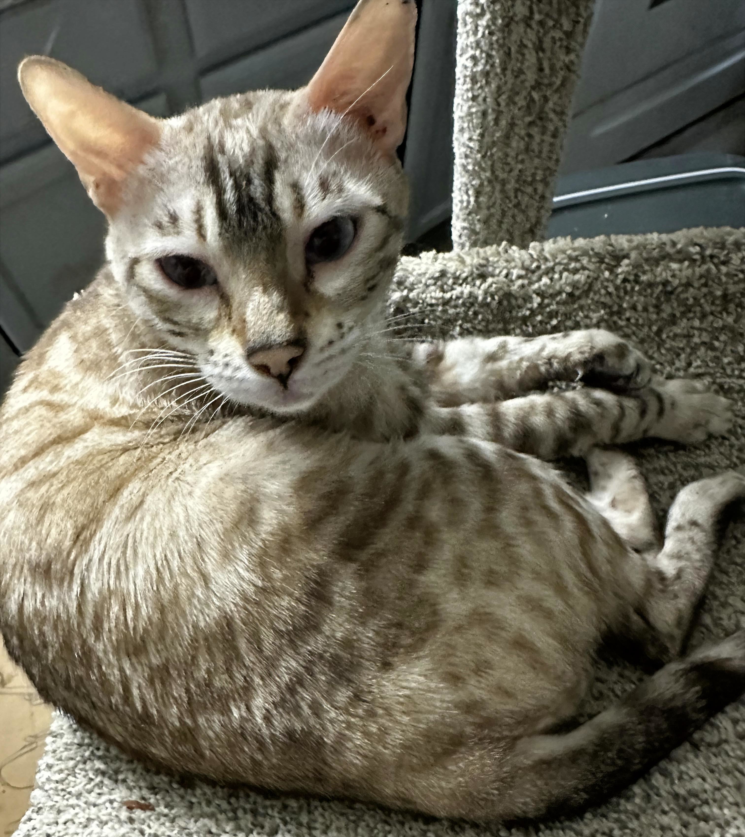 Sky - F4 Seal Mink Snow Bengal queen at Wilde Bengals