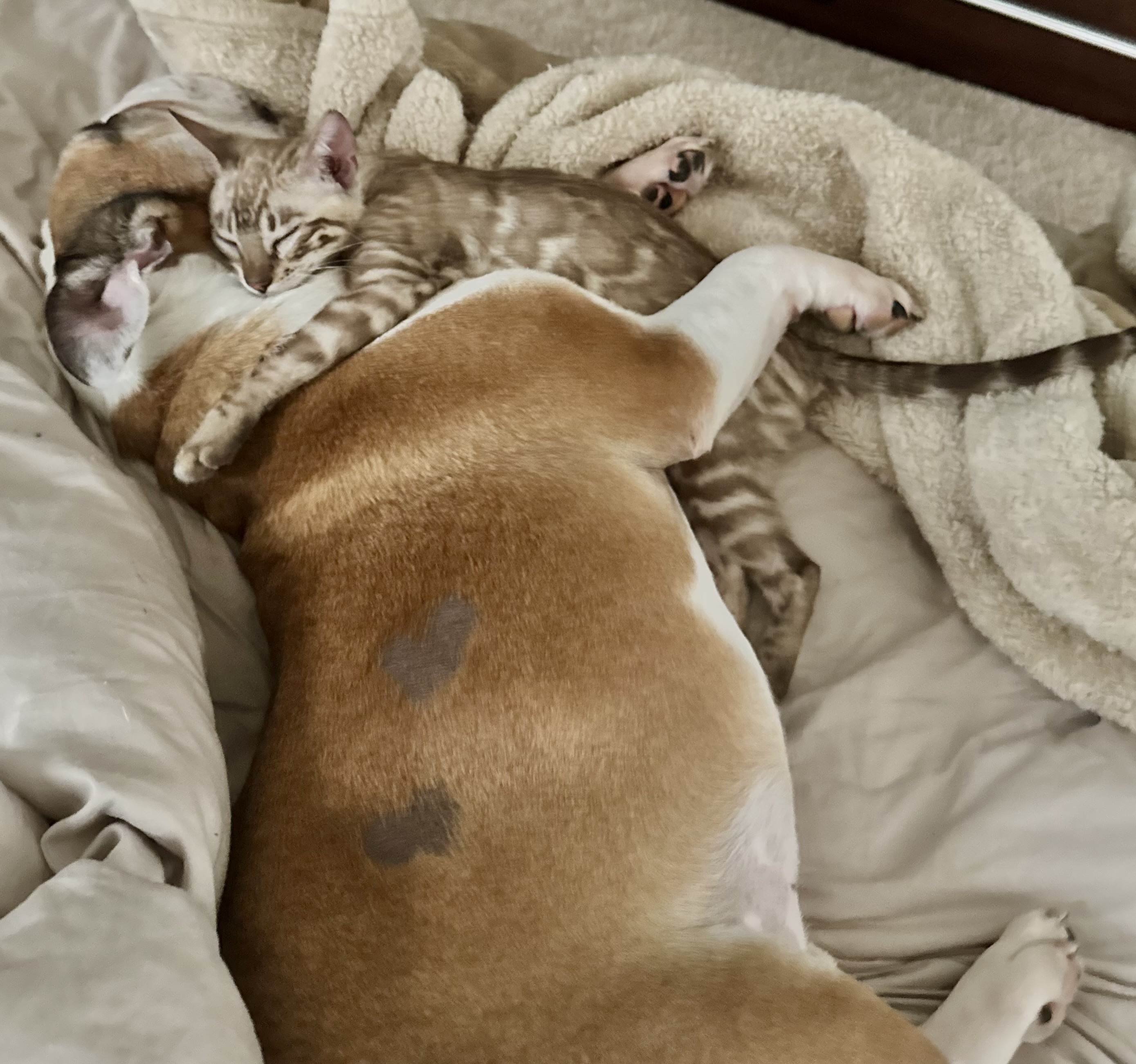 Valentino, a Wilde Bengals kitten, cuddling with his new family dog in his forever home